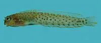 Spotty blenny (Laiphognathus multimaculatus)