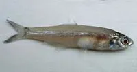 Spotty-face anchovy (Stolephorus waitei)
