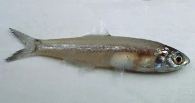 Spotty-face anchovy (Stolephorus waitei)