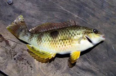 Spotty (Notolabrus celidotus)