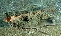 Spotwing flying gurnard (Dactyloptena macracantha)