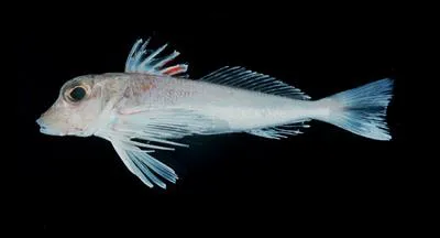Spotwing gurnard (Lepidotrigla spiloptera)