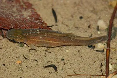 Spring cavefish (Forbesichthys agassizii)