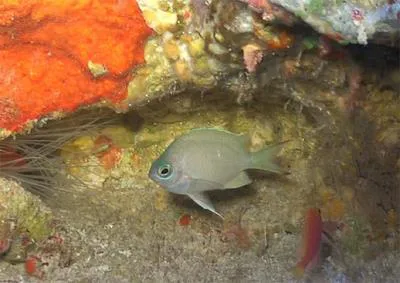 Spring Chromis (Chromis earina)