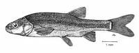Spring pijor (Telestes fontinalis)