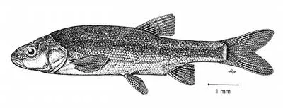 Spring pijor (Telestes fontinalis)