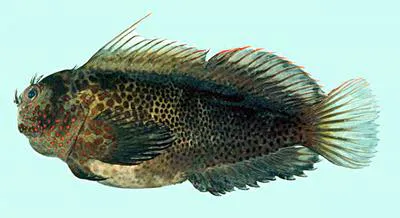 Springer's blenny (Cirripectes springeri)