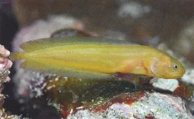 Springer's coralbrotula (Diancistrus springeri)