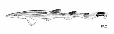 Springer's sawtail cat shark (Galeus springeri)