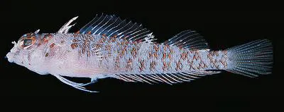 Springer's triplefin (Helcogramma springeri)