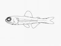 Spurcheek lanternfish (Bolinichthys photothorax)