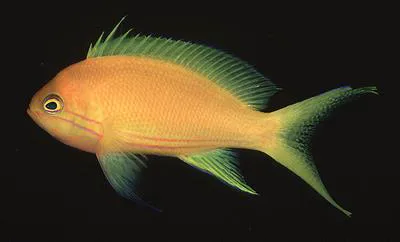 Square-spot fairy basslet (Pseudanthias pleurotaenia)