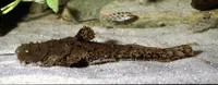 Squarehead catfish (Chaca chaca)