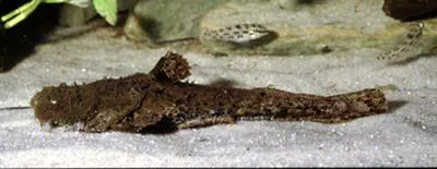 Squarehead catfish (Chaca chaca)