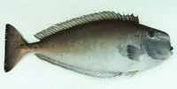 Squarenose unicornfish (Naso mcdadei)