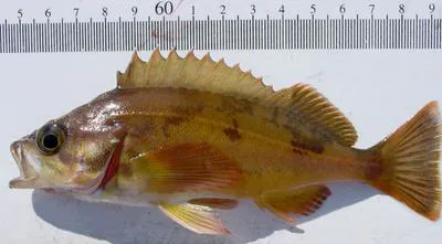 Squarespot rockfish (Sebastes hopkinsi)