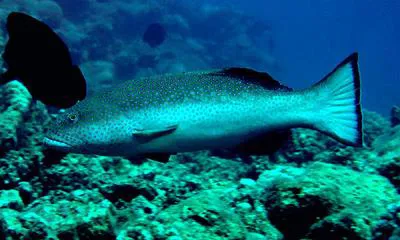 Squaretail coralgrouper (Plectropomus areolatus)