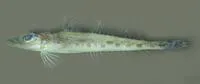 Squaretail duckbill (Bembrops heterurus)