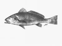 Squaretail kob (Argyrosomus thorpei)