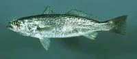 Squeteague (Cynoscion regalis)
