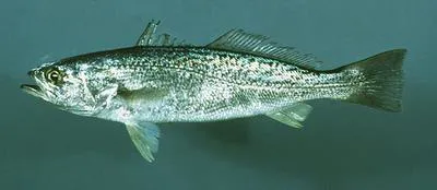 Squeteague (Cynoscion regalis)