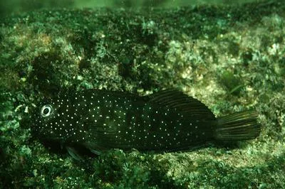 Squiggly blenny (Cirripectes quagga)