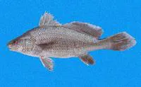 Squint-eyed croaker (Ophioscion strabo)