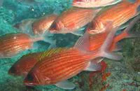 Squirrelfish (Holocentrus adscensionis)