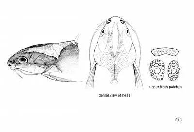 Squirrelheaded catfish (Arius microcephalus)