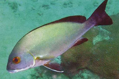 Sri Lanka sweetlips (Plectorhinchus ceylonensis)