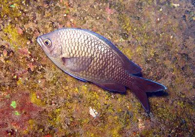 St. Helena chromis (Chromis sanctaehelenae)
