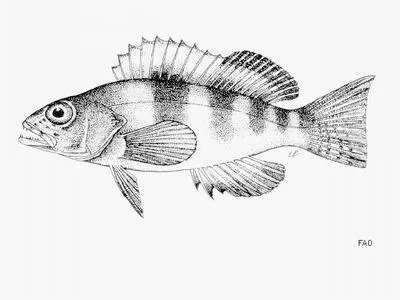 St. Helena comber (Serranus sanctaehelenae)