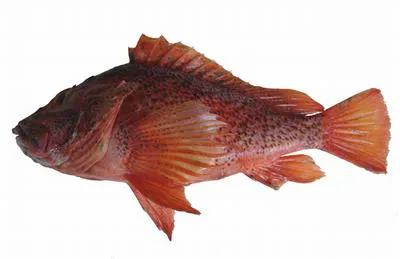 St. Helena deepwater scorpionfish (Pontinus nigropunctatus)
