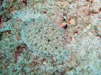 St. Helena flounder (Bothus mellissi)