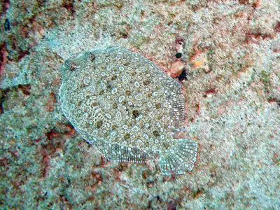 St. Helena flounder (Bothus mellissi)