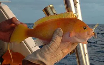 St. Helena seaperch (Holanthias fronticinctus)