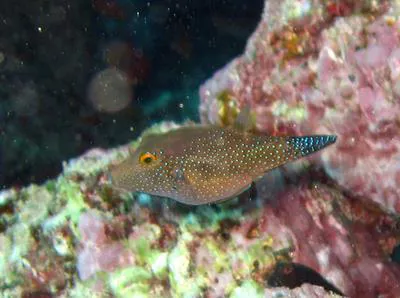 St. Helena Sharpnose Pufferfish (Canthigaster sanctaehelenae)