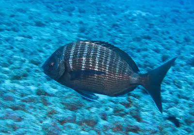 St. Helena white seabream (Diplodus sargus helenae)