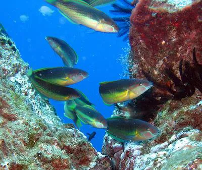 St. Helena wrasse (Thalassoma sanctaehelenae)