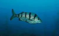 St. Paul's fingerfin (Nemadactylus monodactylus)