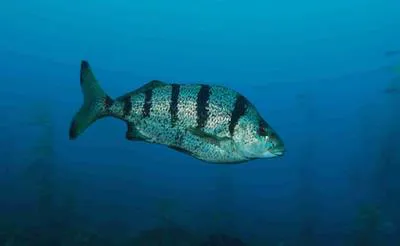 St. Paul's fingerfin (Nemadactylus monodactylus)