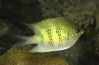 Staghorn damselfish (Amblyglyphidodon curacao)