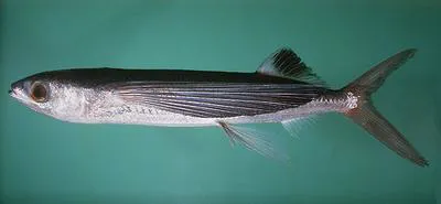 Stained flyingfish (Cheilopogon spilonotopterus)
