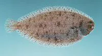 Stanaland's sole (Solea stanalandi)