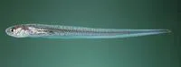 Star pearlfish (Carapus mourlani)