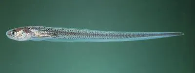 Star pearlfish (Carapus mourlani)