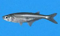 Star silverside (Atherinella starksi)