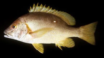 Star snapper (Lutjanus stellatus)