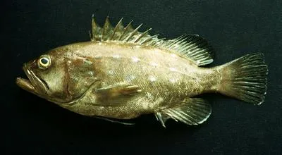 Star-studded grouper (Hyporthodus niphobles)