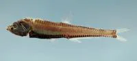 Stareye lightfish (Pollichthys mauli)